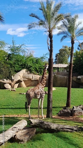 Photography giraffe
