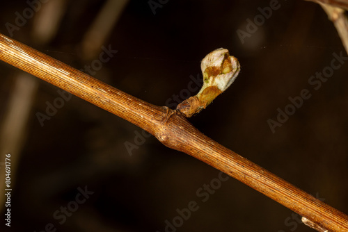 Vine bud and woody stem - vineyard - spring photo