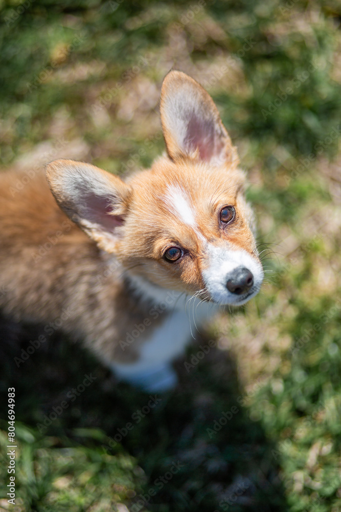 white and ginger corgi puppy walking on the grass looking up at the camera