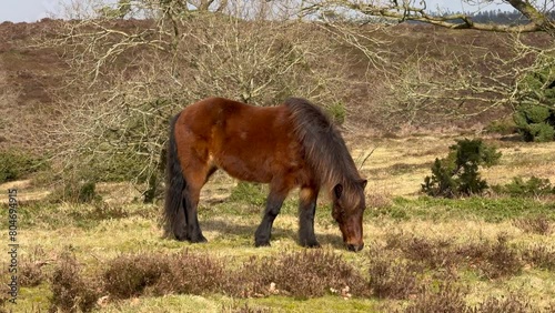 Wallpaper Mural Brown Icelandic horse in the snow, Iceland, The Icelandic red horse is a breed of horse, Horses at Lofoten, Norway, the horses are small, at times pony-sized, friendly animals and curious if tourists. Torontodigital.ca