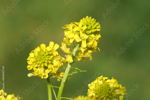 Close up yellow flowers of Wintercress (Barbarea vulgaris), family Brassicaceae. Spring, May, Netherlands photo