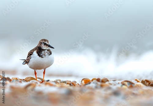 A turnstone bird at the beach photo