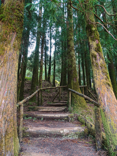 Trail