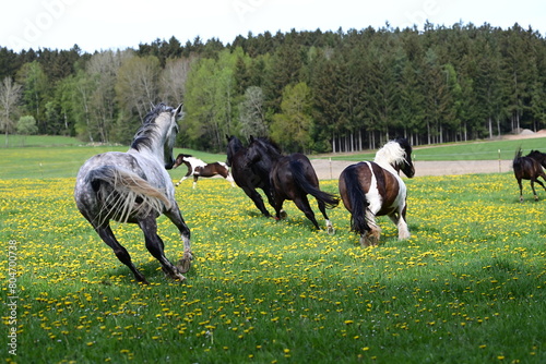 Pferdefrühling. Gescheckte Pferde auf der blühenden Wiese