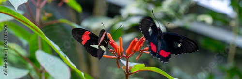 Eliconius erato, or the red postman, is one of about 40 neotropical species of butterfly belonging to the genus Heliconius. photo