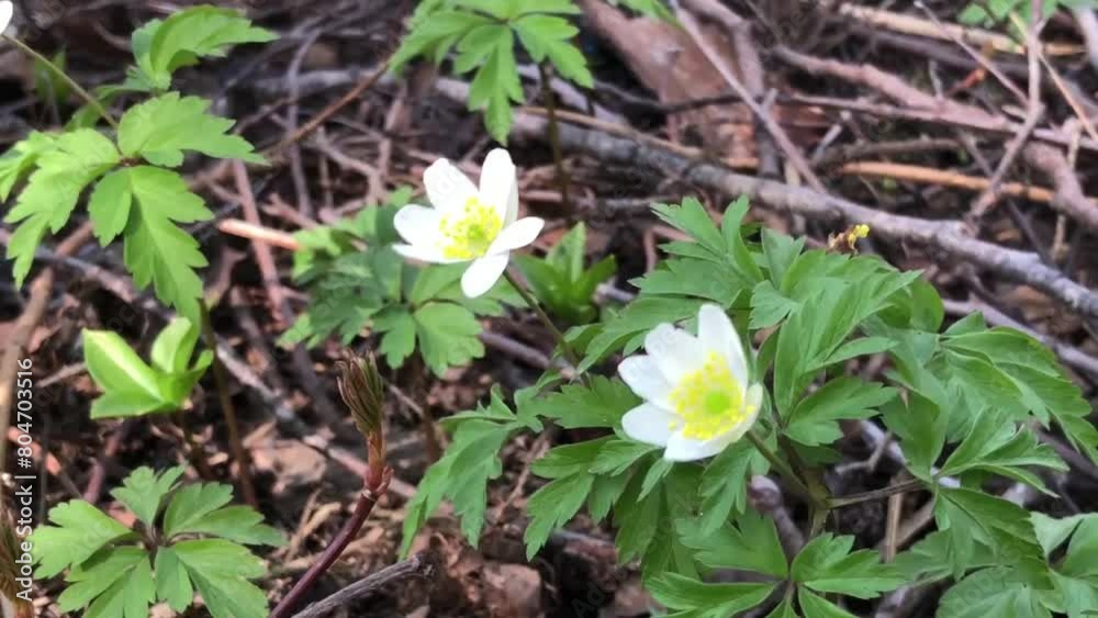 first spring flowers, oak anemone, white flowers swaying, zoom in first spring flowers, oak anemone, white flowers swaying, zoom in