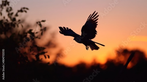 Silhouetted against an amber sky  this bird in flight evokes a sense of calmness and peace during a beautiful sunset