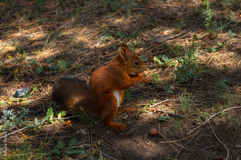 Close-up view of small young cute Eurasian red squirrel (Sciurus vulgaris) standing with hazelnut on ground in pine forest or park in a sunny summer day. Soft focus. Beautiful animals theme. Close-up view of small young cute Eurasian red squirrel (Sciurus vulgaris) standing with hazelnut on ground in pine forest or park in a sunny summer day. Soft focus. Beautiful animals theme.