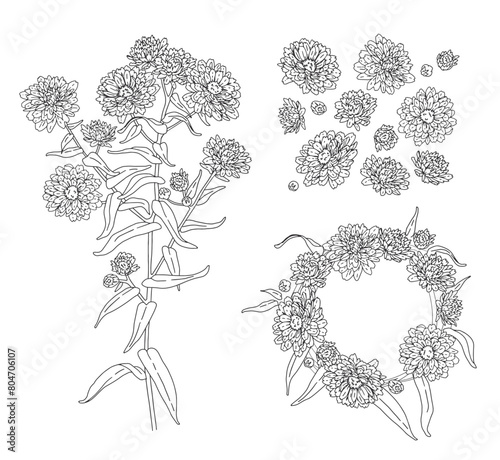 contour vector illustration vintage set of aster