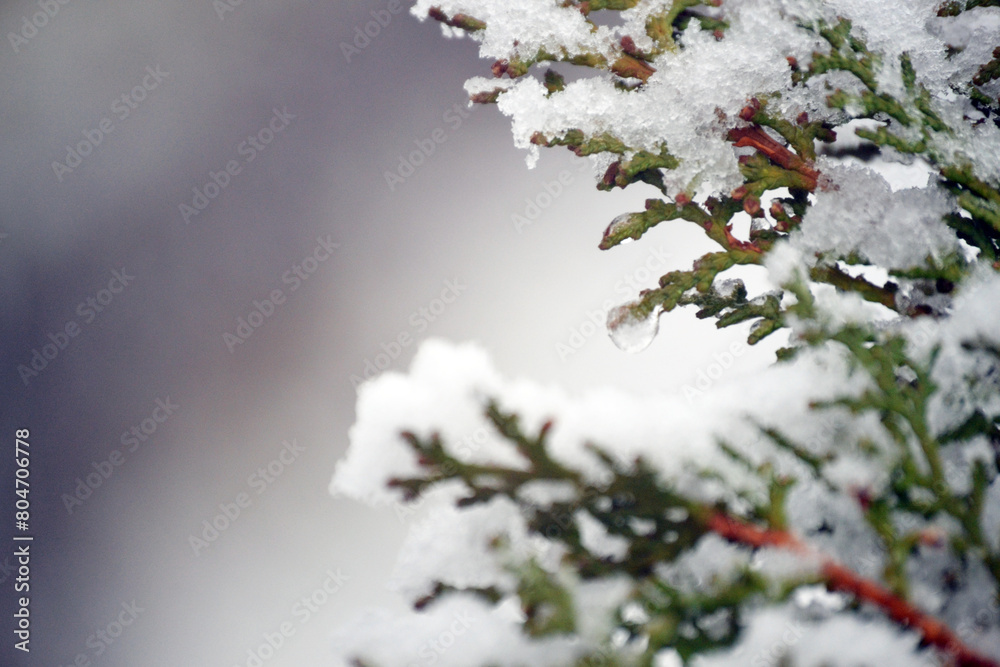 Close-up photo of snowflakes and juniper leaves on a juniper tree leaf after snowfall.There is one drop of water on it. It is an ideal photo to hang on the wall. Also can be used as a background.