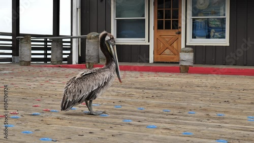 The young brown pelican (Pelecanus occidentalis) walks along the pier. photo