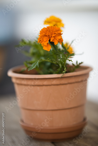 flower in a pot © Grzegorz