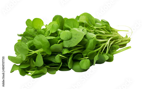 Green Aquatic Plant Isolated On Transparent Background PNG.