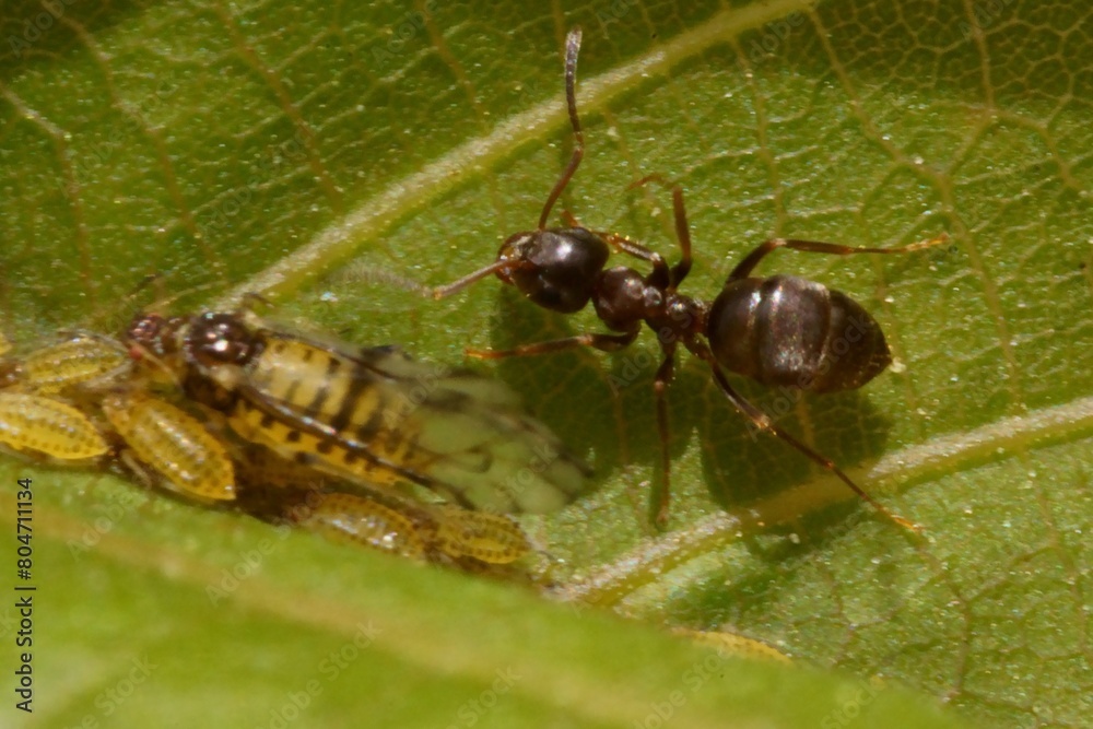 The symbiotic relationship between ants and aphids; macro photography The symbiotic relationship between ants and aphids; macro photography