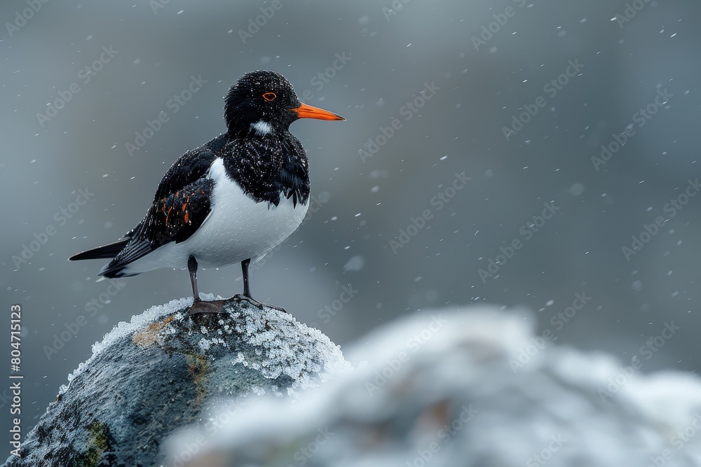 Fototapeta premium A snow-speckled oystercatcher bird stands firmly on a rocky ledge, braving the snowfall