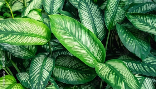 abstract tropical green leaves pattern lush foliage houseplant dumb cane or dieffenbachia the tropic plant photo