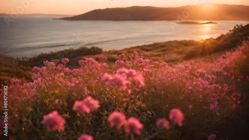 Qualification
video of warm abstract landscape of dried wild rose flowers and grass meadows on mountain in warm golden hour of sunset or sunrise, tranquil autumn natural countryside background. panora photo