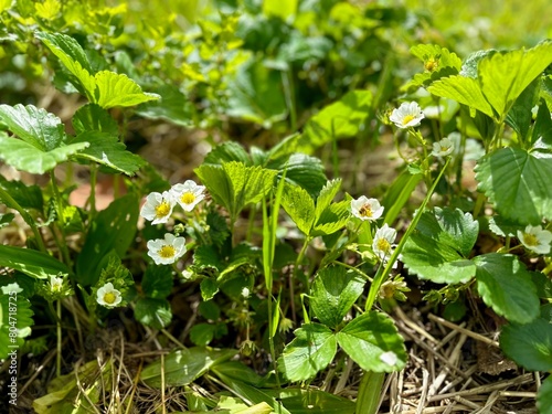 Lush Springtime Display of Wild Strawberry Flowers Amidst Vibrant Green Foliage in Natural Woodland Setting