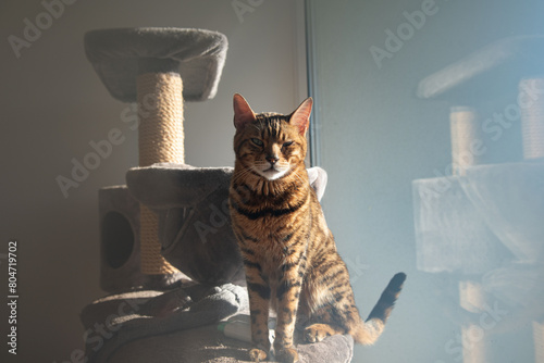 Portrait of a Bengal cat in the apartment on a scratching post photo