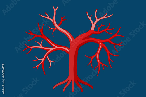 arteries vector illustration