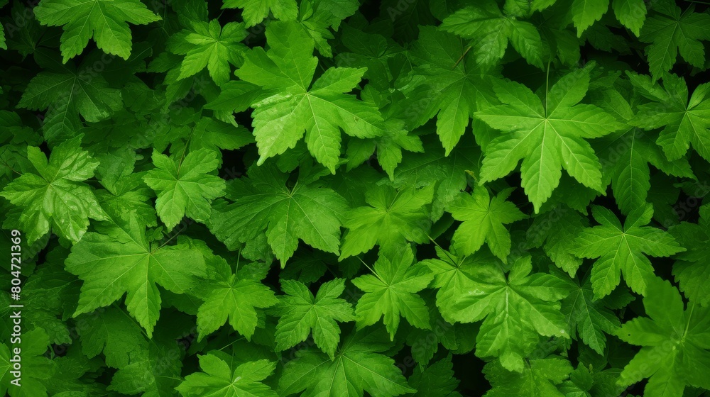 Close Up of Lush Green Leaves on Tree Close Up of Lush Green Leaves on Tree