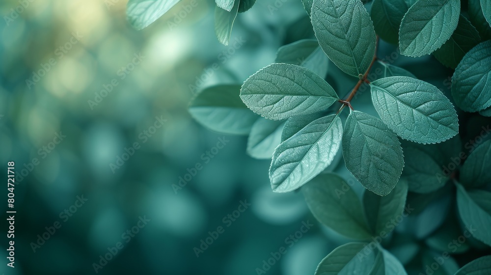 Close Up of a Green Leafy Plant Close Up of a Green Leafy Plant