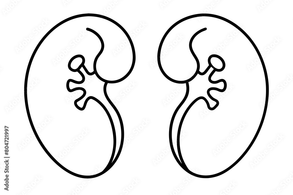 kidneys line art silhouette illustration kidneys line art silhouette illustration