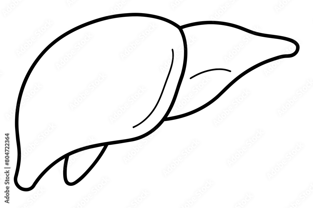 liver line art silhouette illustration liver line art silhouette illustration