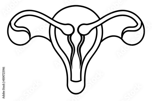 reproductive system line art silhouette illustration