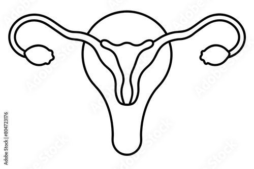 reproductive system line art silhouette illustration