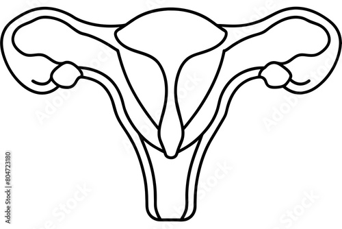 reproductive system line art silhouette illustration