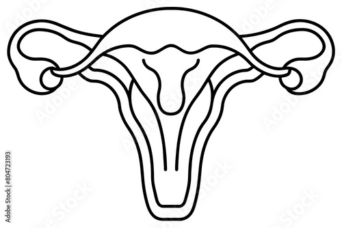 reproductive system line art silhouette illustration