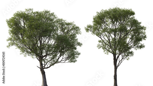 Salix caroliniana (Carolina, Coastal Plain, Swamp Willow) frontal et of large trees isolated png on a transparent background perfectly cutout  photo