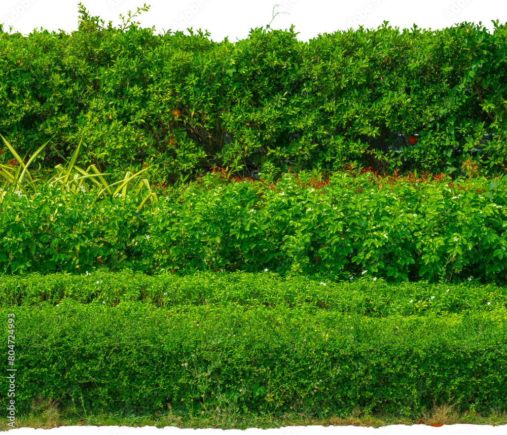 Obraz premium hedge fence garden wall backyard decoration, background