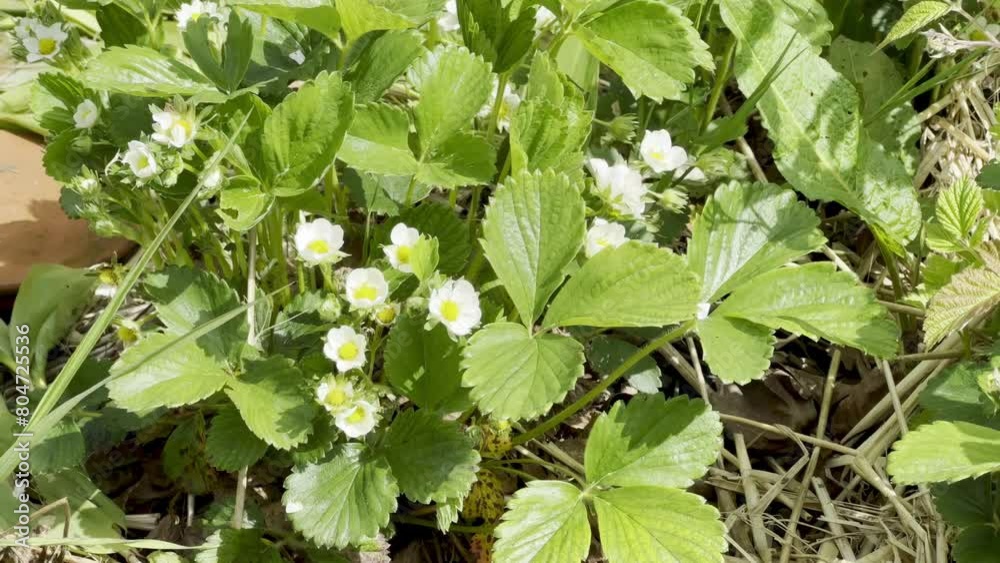 Lush Springtime Display of Wild Strawberry Flowers Amidst Vibrant Green Foliage in Natural Woodland Setting Lush Springtime Display of Wild Strawberry Flowers Amidst Vibrant Green Foliage in Natural Woodland Setting