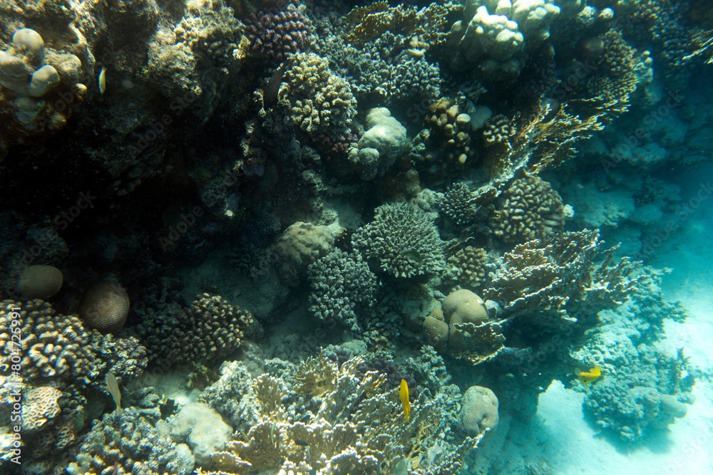 A photo of coral reef