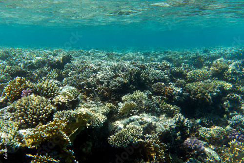 A photo of coral reef