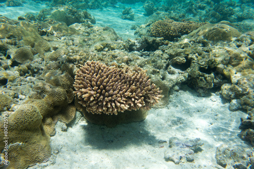 Fototapeta Naklejka Na Ścianę i Meble -  A photo of coral reef