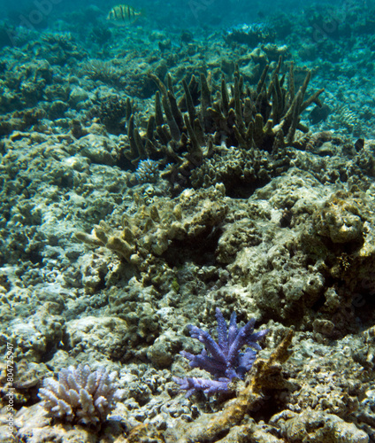 A photo of coral reef