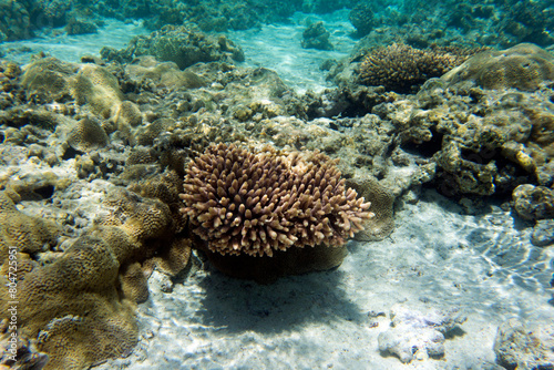 Fototapeta Naklejka Na Ścianę i Meble -  A photo of coral reef