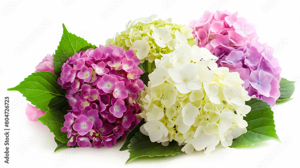 Obraz premium 紫陽花 白背景