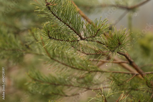 pine branches with water droplets after rain close up