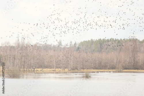 Background of wild geese flying over forest against blue sky in the Latvia photo
