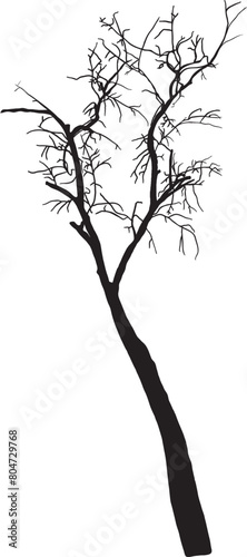 birch vector silhouette, old sick tree