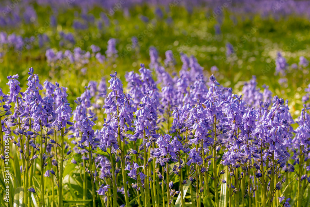 Naklejka premium Selective focus of Spanish bluebell, Hyacinthoides hispanica, Endymion hispanicus or Scilla hispanica is a spring-flowering bulbous perennial native to the Iberian Peninsula, Nature floral background.