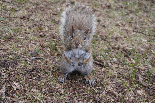 squirrel in the park