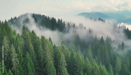 panorama of a coniferous forest in the mist of tree tops