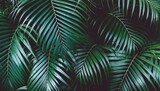 abstract palm leaf texture dark green foliage nature background