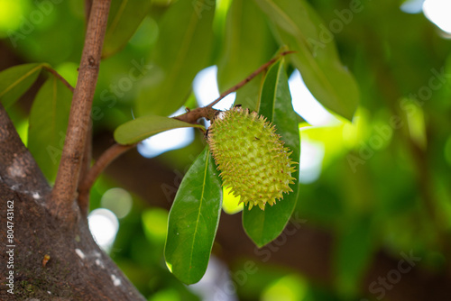 Graviola (Annona muricata). Árvore com fruto photo