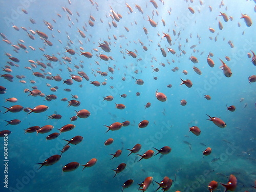 Costa Rica sea life